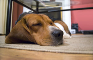 A beagle asleep on the floor